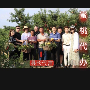 县长代言蒙阴蜜桃线下批发一件代发电商直供