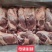 工厂直销，母猪腱子肉齐全，手续齐全，需要随时电话联系