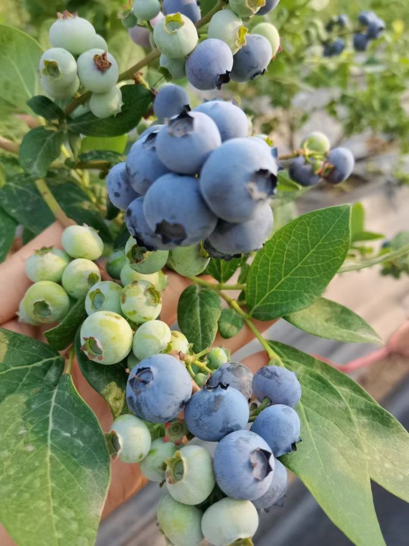 蓝莓上市