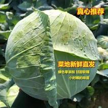 精品包菜甘蓝平包精品甘蓝圆包菜产地供应货源充足