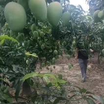 广西百色芒果6月5月正常上市