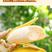 广西苹果蕉蕉粉蕉香新鲜当季水果自然皮薄