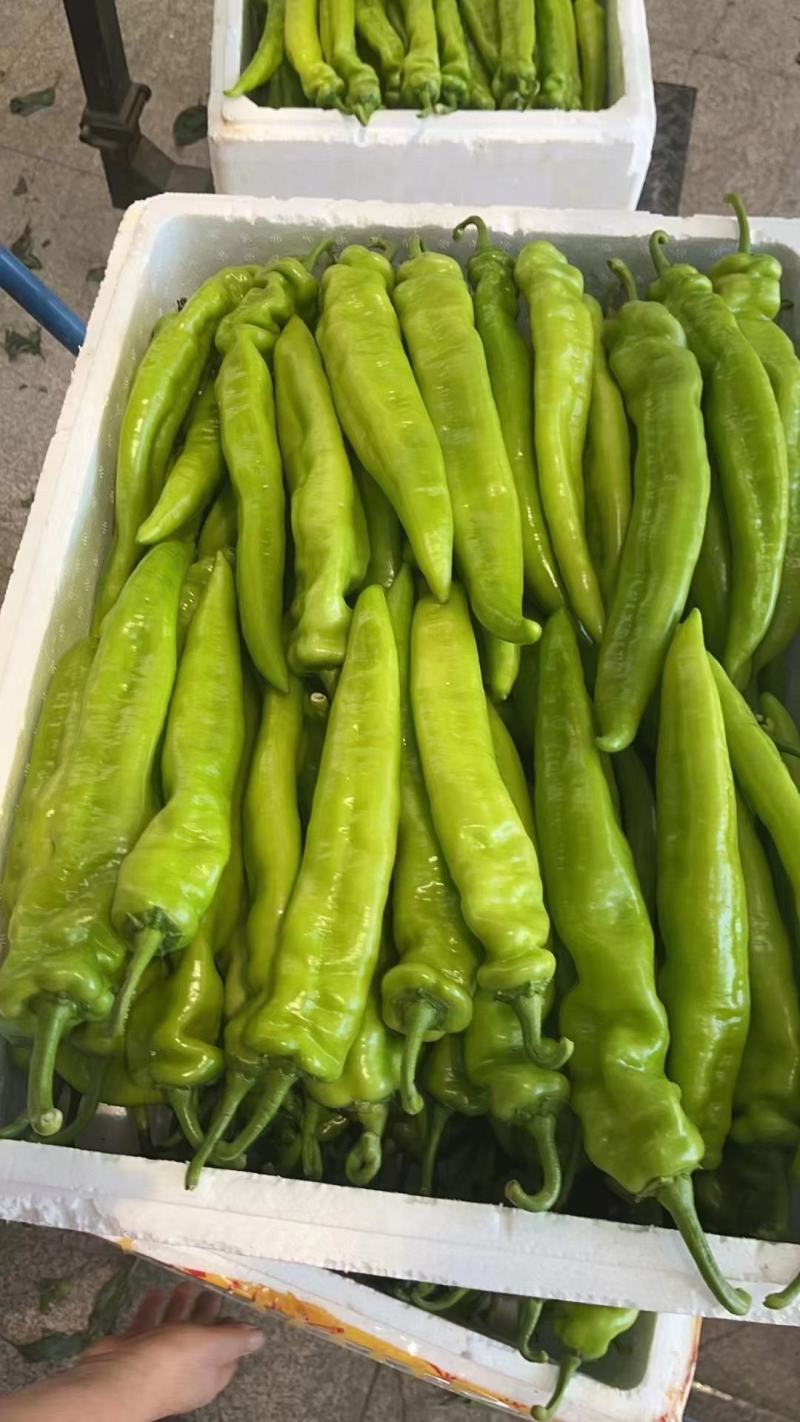 黄皮尖椒种子理想大果型
