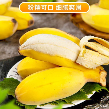 广西苹果蕉蕉粉蕉香新鲜当季水果自然皮薄