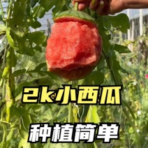 早春红玉2k美都甜王8424嫁接西瓜苗直根苗预定价格更优