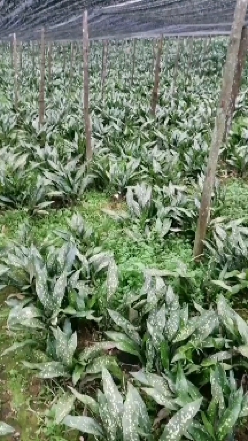 棕叶/小花叶，产地云南省文山州