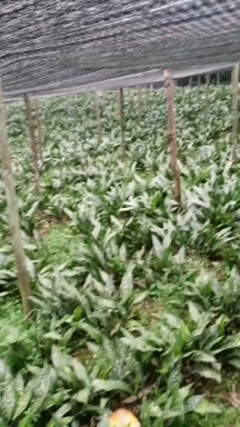 棕叶/小花叶，产地云南省文山州
