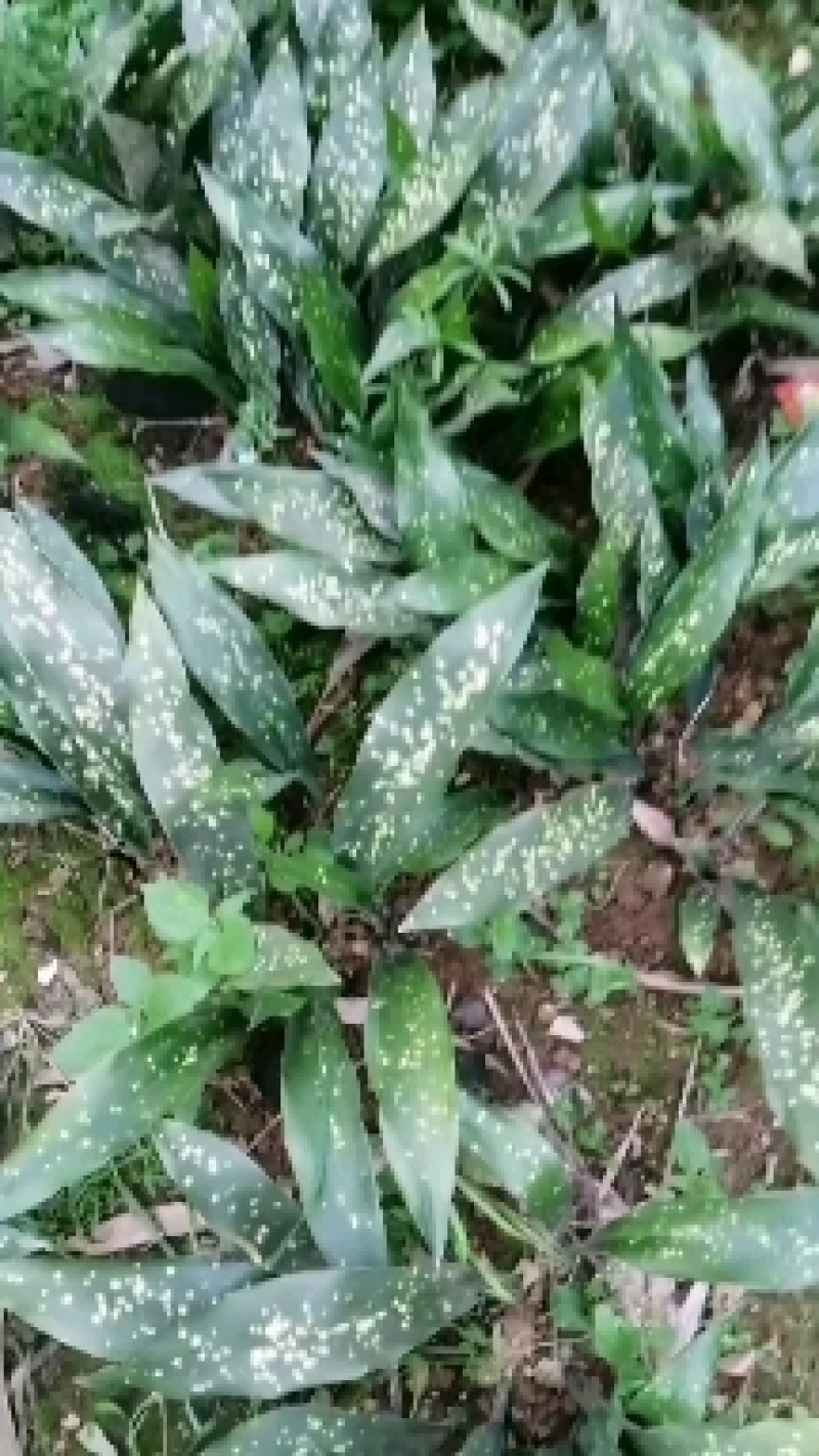棕叶/小花叶，产地云南省文山州