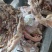 工厂直销：肥猪去骨猪头肉，新货，全国发货，品质放心