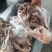 工厂直销：肥猪去骨猪头肉，新货，全国发货，品质放心