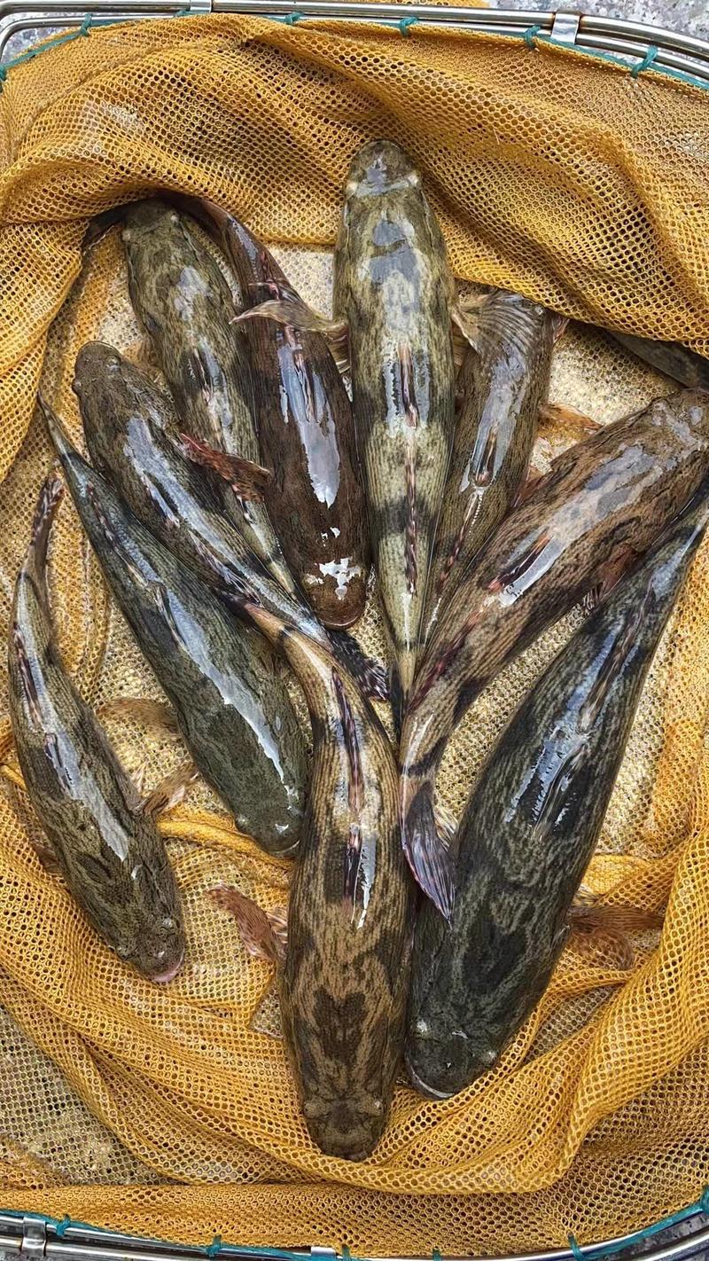 笋壳鱼苗，泰国笋壳鱼苗，专人上门提供养殖技术服务。