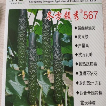 耐热黃瓜种子冬方领秀567越夏茬高温期种植抗病毒