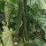 耐热黃瓜种子冬方领秀567越夏茬高温期种植抗病毒