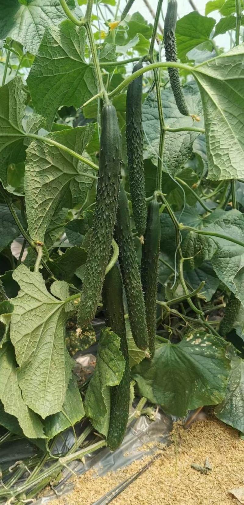 耐热黃瓜种子冬方领秀567越夏茬高温期种植抗病毒