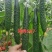 耐热黃瓜种子冬方领秀567越夏茬高温期种植抗病毒