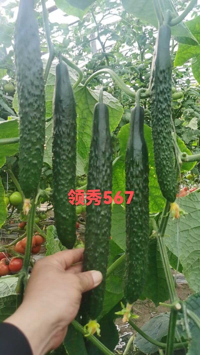 耐热黃瓜种子冬方领秀567越夏茬高温期种植抗病毒