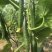 耐热黃瓜种子冬方领秀567越夏茬高温期种植抗病毒