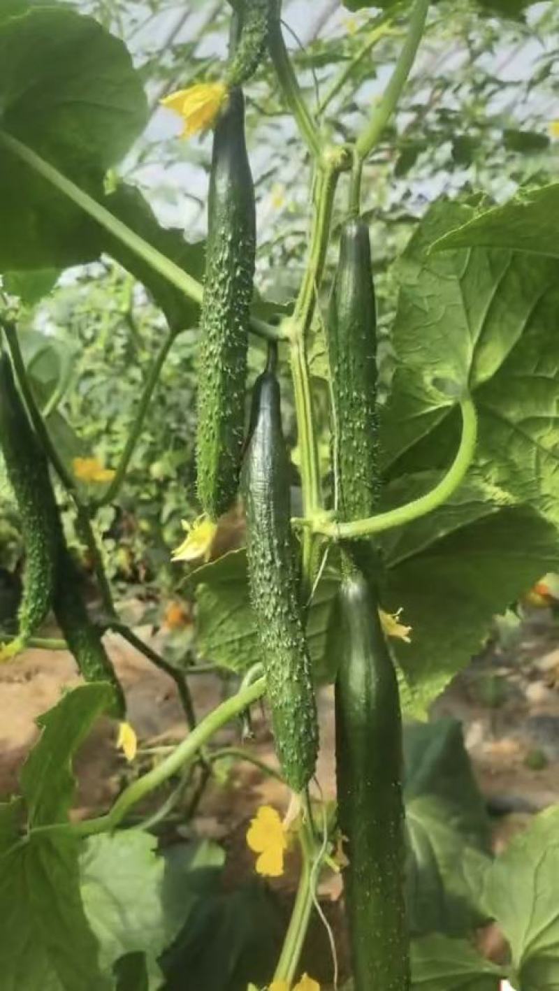 耐热黃瓜种子冬方领秀567越夏茬高温期种植抗病毒