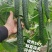 耐热黃瓜种子冬方领秀567越夏茬高温期种植抗病毒