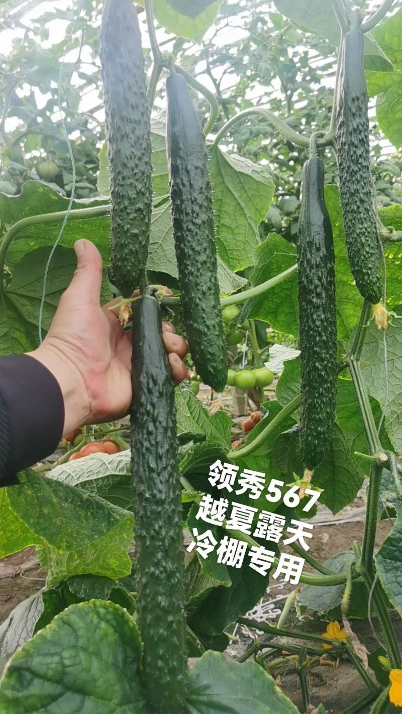 耐热黃瓜种子冬方领秀567越夏茬高温期种植抗病毒