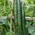 耐热黃瓜种子冬方领秀567越夏茬高温期种植抗病毒