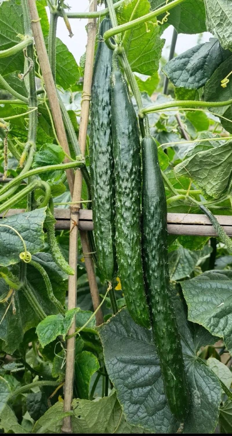 耐热黃瓜种子冬方领秀567越夏茬高温期种植抗病毒
