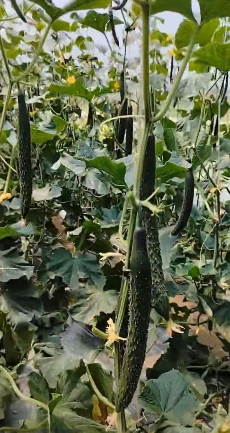 耐热黃瓜种子冬方领秀567越夏茬高温期种植抗病毒