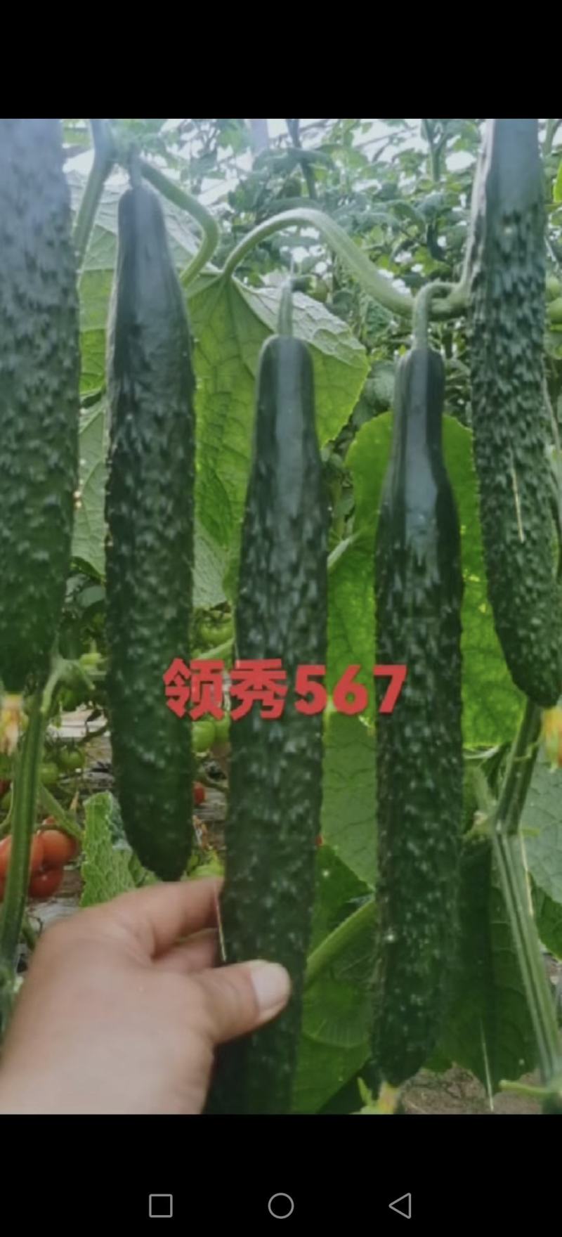 耐热黃瓜种子冬方领秀567越夏茬高温期种植抗病毒