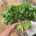 【热卖中】辽宁香菜量大质优产地直发一手货源