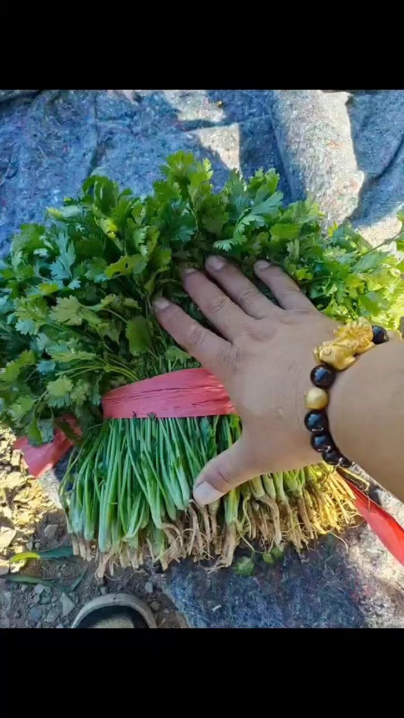【热卖中】辽宁香菜量大质优产地直发一手货源