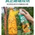 得刚瓜果实蝇诱粘剂果园迷昆虫诱捕器粘胶板向丝果蝇药针蜂引