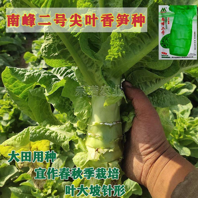四季莴笋种子清香脆嫩莴苣种青皮菜种籽耐热耐寒夏季蔬菜种子