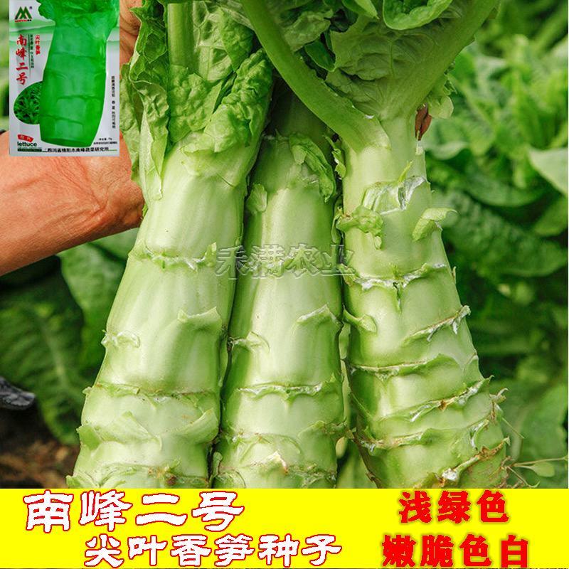 四季莴笋种子清香脆嫩莴苣种青皮菜种籽耐热耐寒夏季蔬菜种子