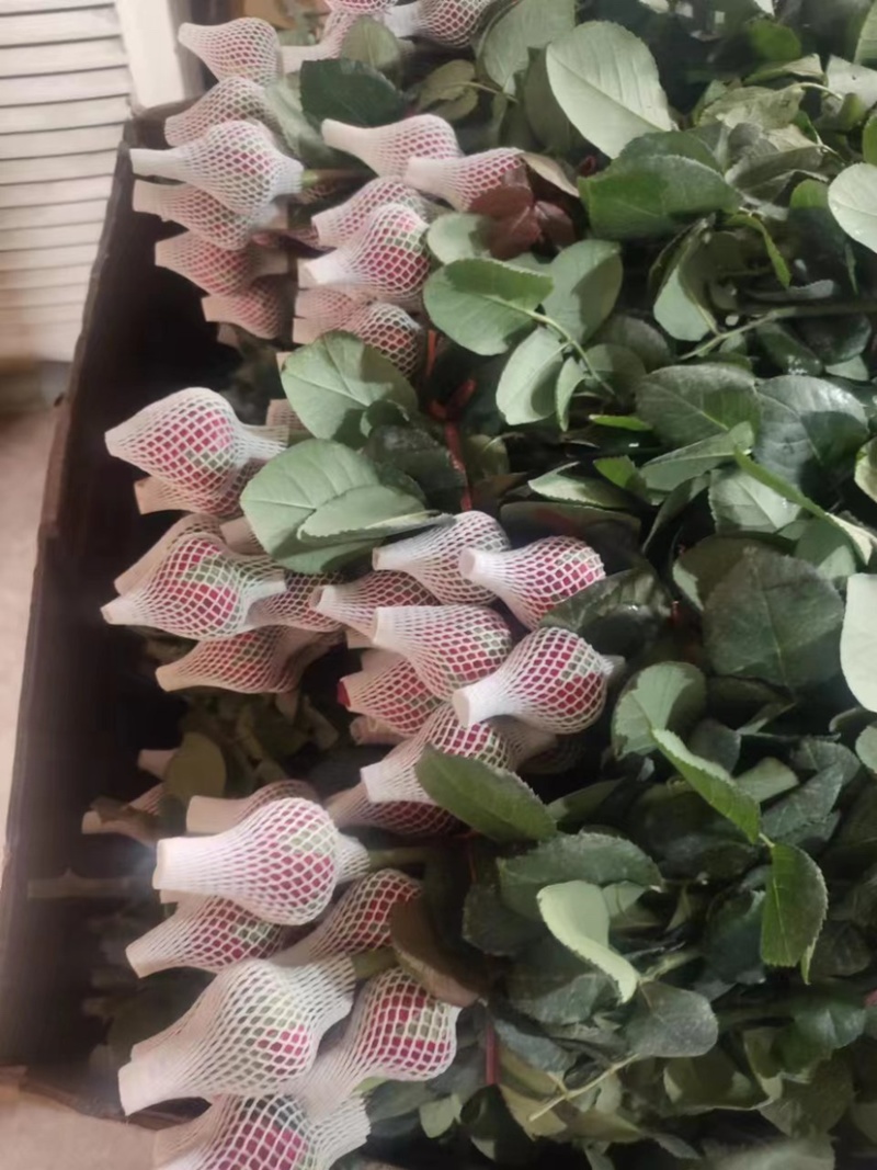 山东鲜切玫瑰花基地直发品质优良量大从优诚信经营