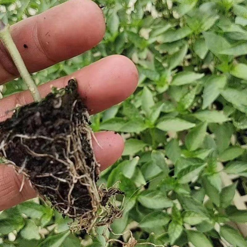 《推荐》精品辣椒苗产地直发量大从优成活率高