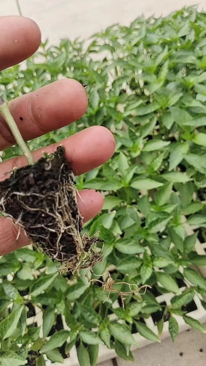 《推荐》精品辣椒苗产地直发量大从优成活率高