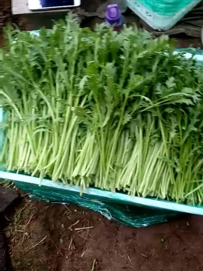 山东潍坊产地，精品茼蒿，一手货源，货源充足，质量保证！