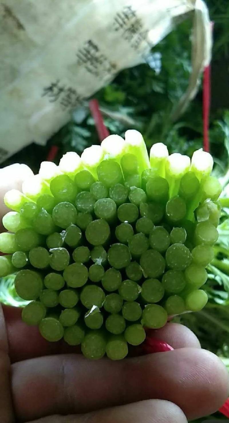 山东潍坊产地，精品茼蒿，一手货源，货源充足，质量保证！