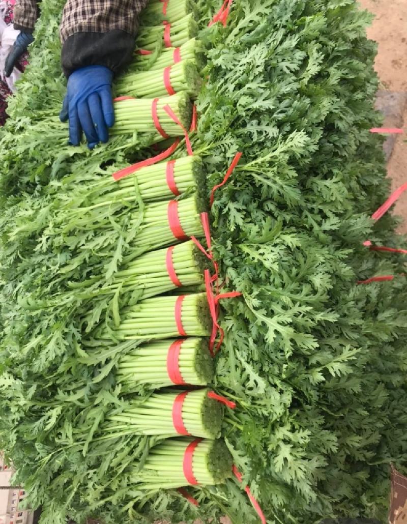 山东潍坊产地，精品茼蒿，一手货源，货源充足，质量保证！