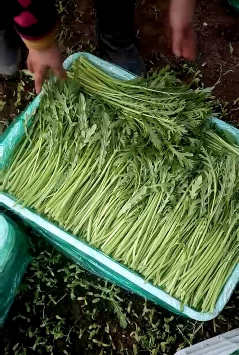 山东潍坊产地，精品茼蒿，一手货源，货源充足，质量保证！