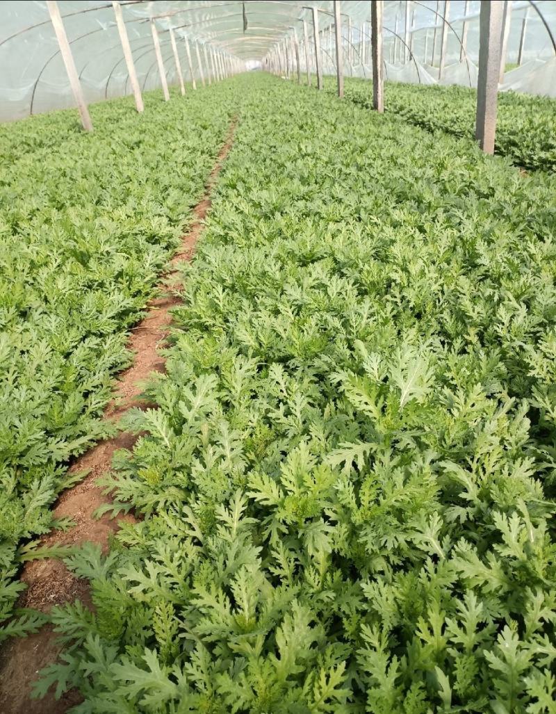 山东潍坊产地，精品茼蒿，一手货源，货源充足，质量保证！
