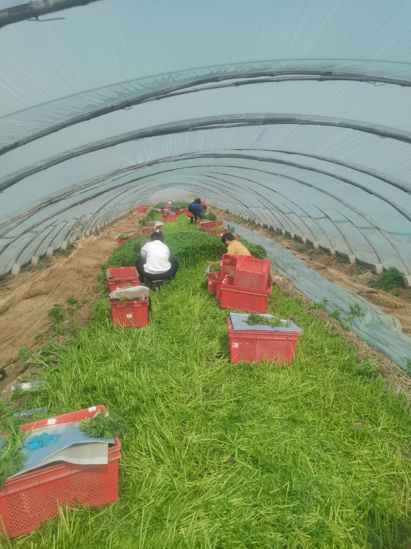山东潍坊产地，精品茼蒿，一手货源，货源充足，质量保证！