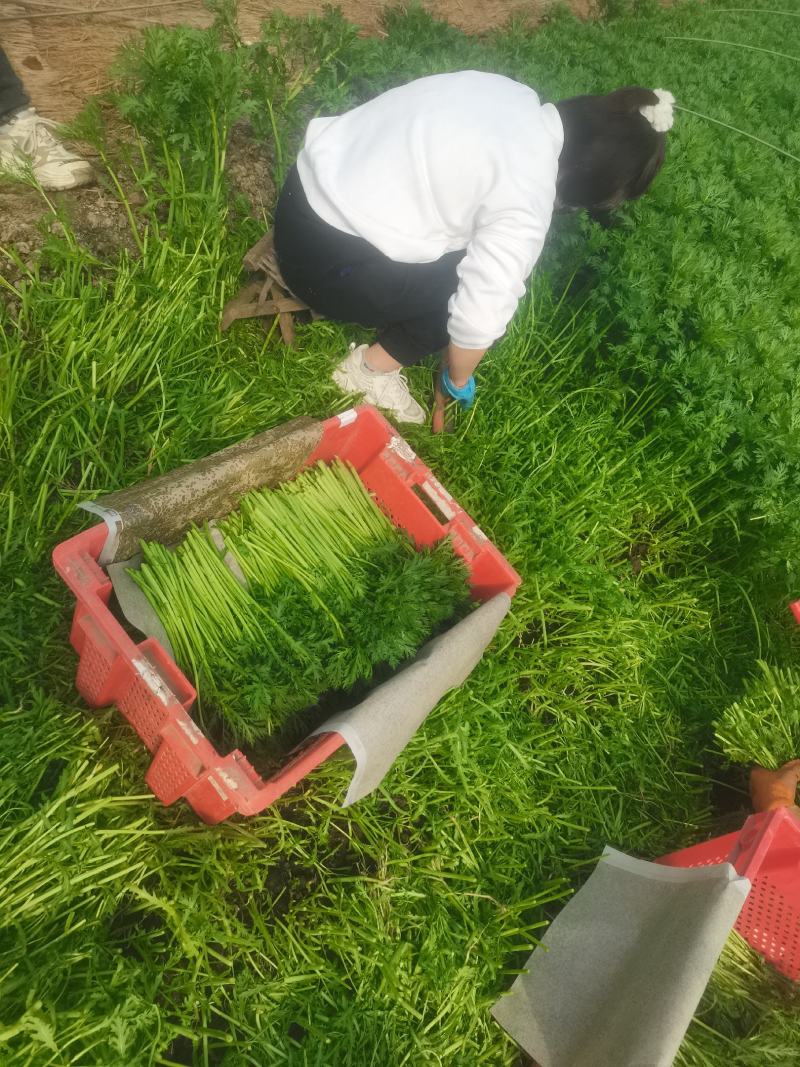 山东潍坊产地，精品茼蒿，一手货源，货源充足，质量保证！