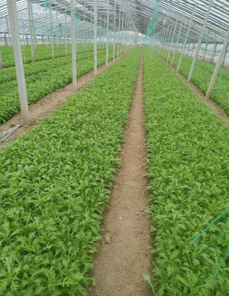 山东潍坊产地，精品茼蒿，一手货源，货源充足，质量保证！