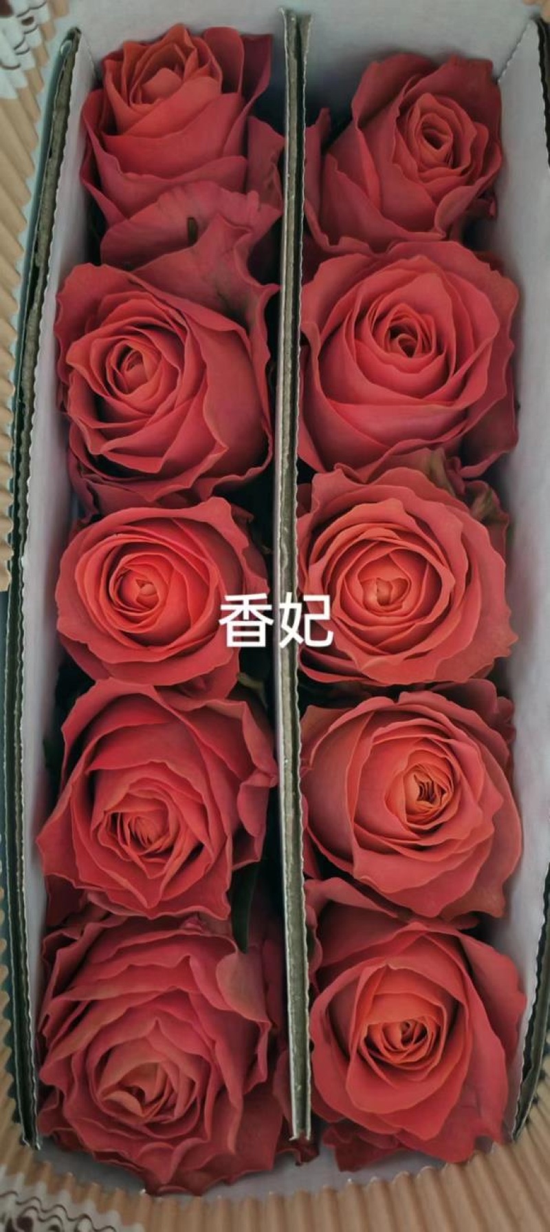 各类玫瑰鲜切花品种齐全基地直发量大从优诚信经营
