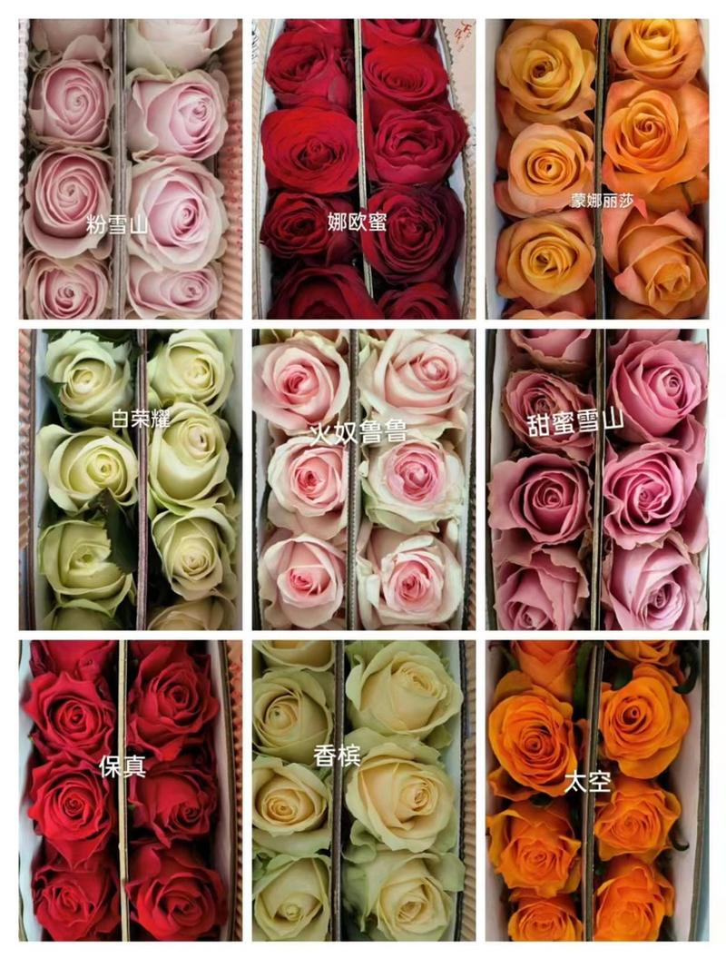 各类玫瑰鲜切花品种齐全基地直发量大从优诚信经营