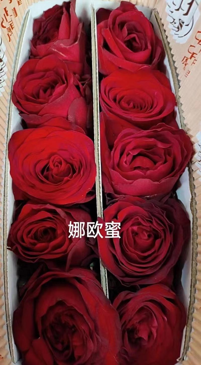 各类玫瑰鲜切花品种齐全基地直发量大从优诚信经营