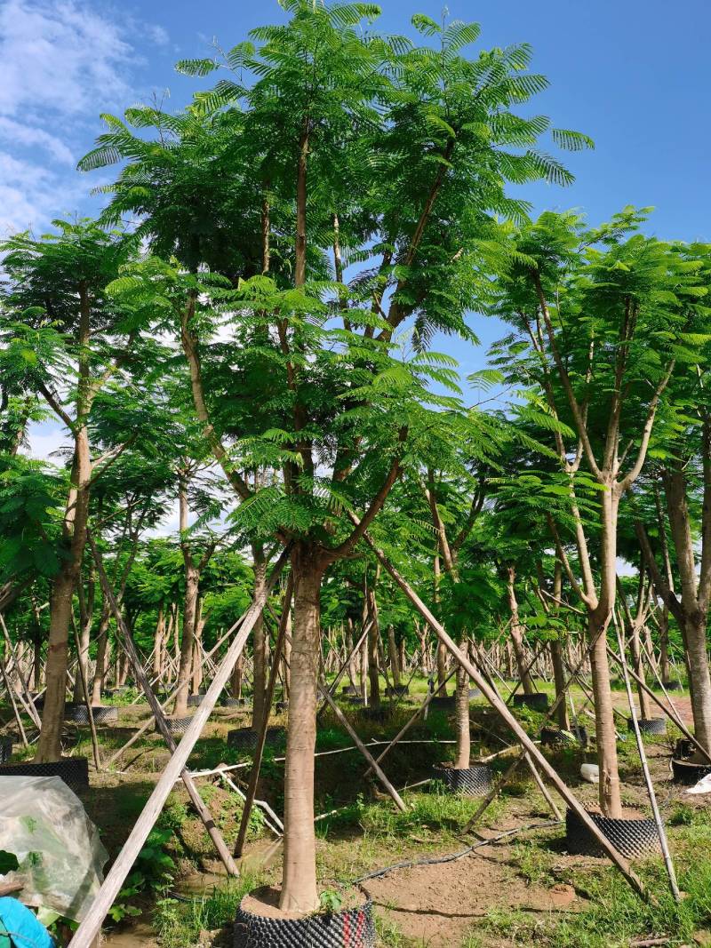 凤凰树，秋枫