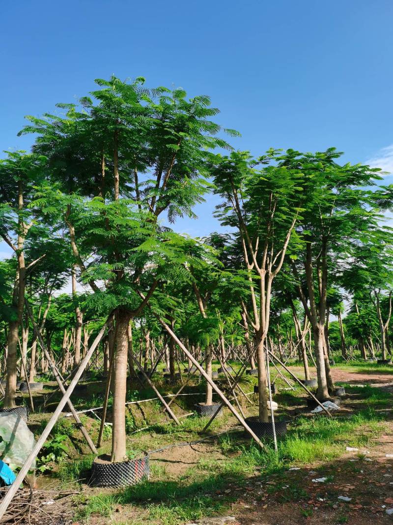凤凰树，秋枫