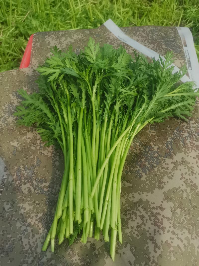 山东潍坊产地，精品茼蒿，一手货源，货源充足，质量保证！